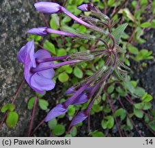 Phlox stolonifera Blue Ridge