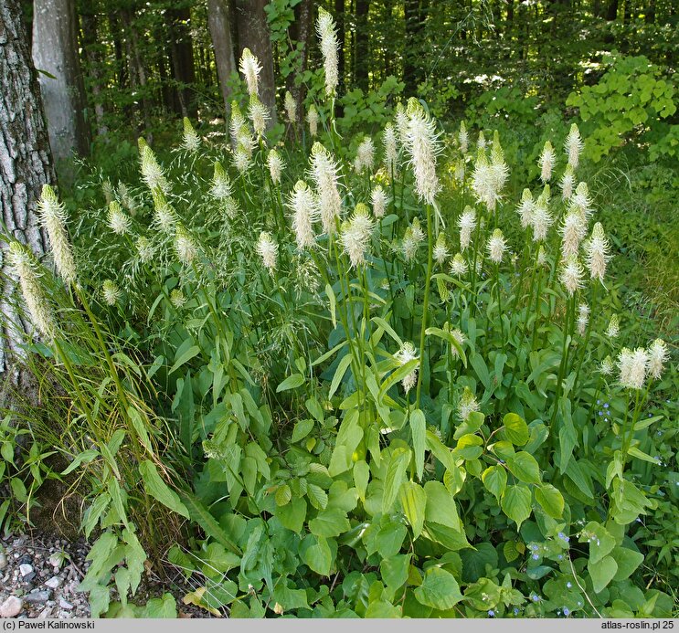 Phyteuma spicatum (zerwa kłosowa)