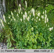 Phyteuma spicatum (zerwa kłosowa)