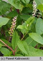 Phytolacca americana (szkarłatka amerykańska)