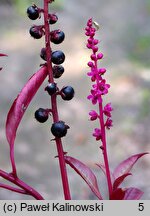 Phytolacca icosandra