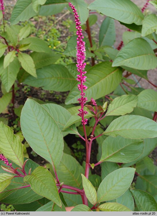 Phytolacca icosandra