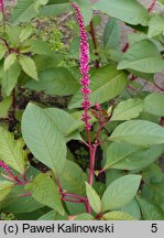 Phytolacca icosandra