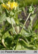 Picris echioides (goryczel żmijowcowy)