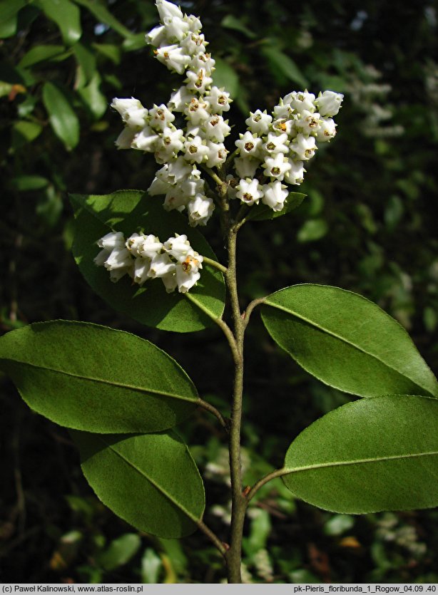 Pieris floribunda (pieris kwiecisty)