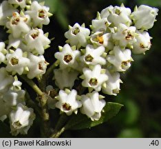 Pieris floribunda (pieris kwiecisty)