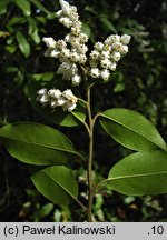 Pieris floribunda (pieris kwiecisty)