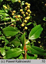 Pieris floribunda (pieris kwiecisty)