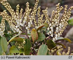 Pieris floribunda (pieris kwiecisty)