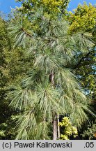 Pinus palustris (sosna długoigielna)