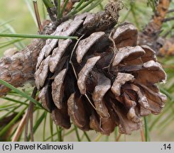 Pinus tabulaeformis (sosna chińska)