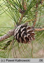 Pinus tabulaeformis (sosna chińska)