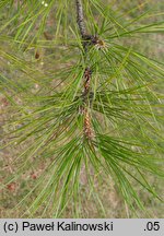 Pinus tabulaeformis (sosna chińska)