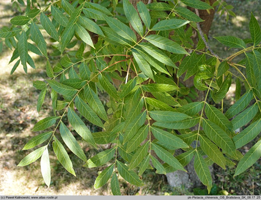 Pistacia chinensis (pistacja chińska)