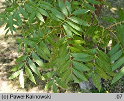 Pistacia chinensis (pistacja chińska)