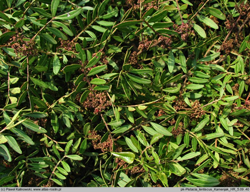Pistacia lentiscus (pistacja kleista)