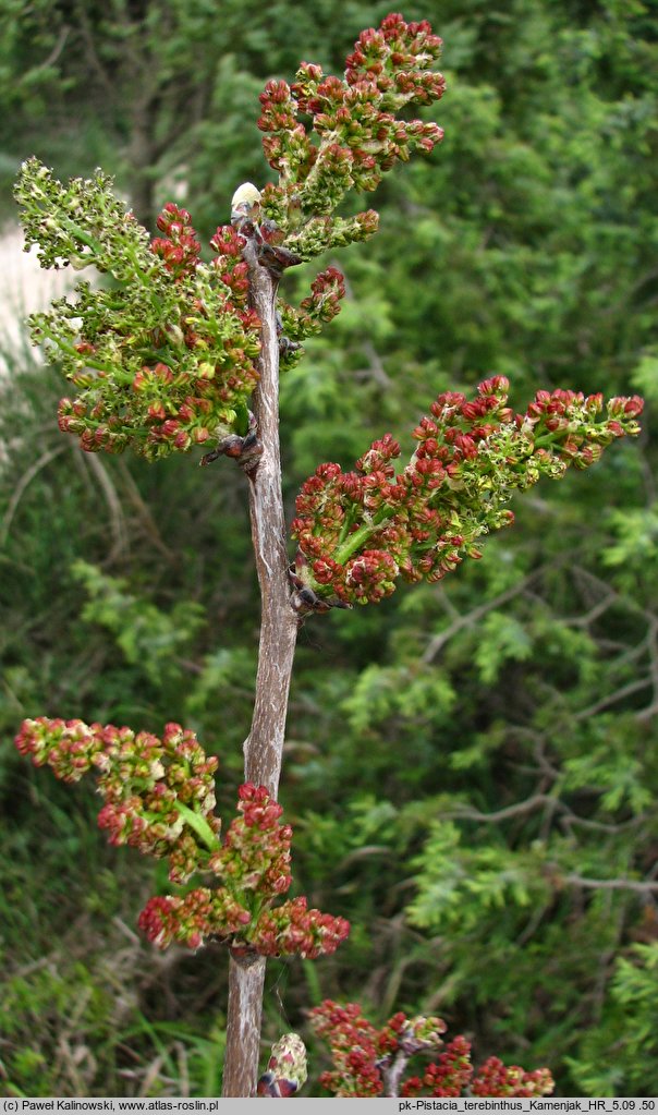 Pistacia terebinthus (pistacja terpentynowa)