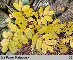 Pistacia terebinthus (pistacja terpentynowa)