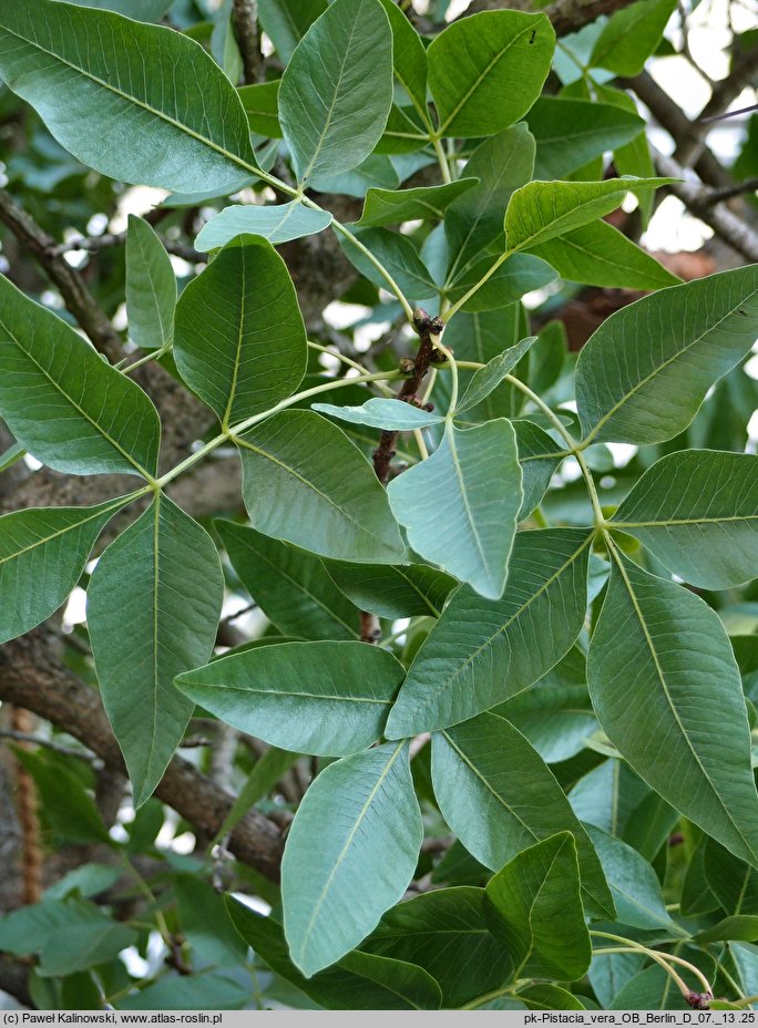 Pistacia vera (pistacja właściwa)