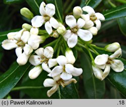 Pittosporum tobira (pospornica japońska)