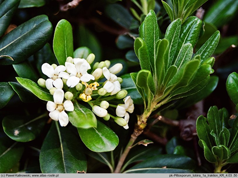 Pittosporum tobira (pospornica japońska)