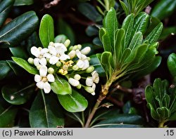 Pittosporum tobira (pospornica japońska)