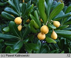 Pittosporum tobira (pospornica japońska)