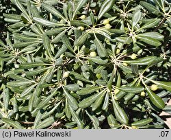 Pittosporum tobira (pospornica japońska)