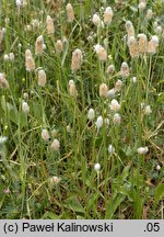 Plantago lagopus (babka arktyczna)