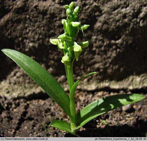 Platanthera hyperborea