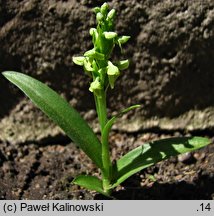 Platanthera hyperborea