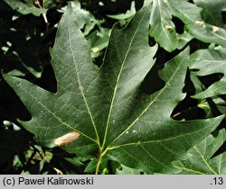 Platanus orientalis (platan wschodni)