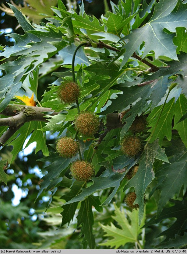 Platanus orientalis (platan wschodni)