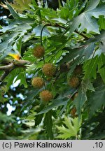 Platanus orientalis (platan wschodni)