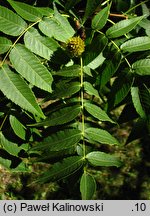 Platycarya strobilacea