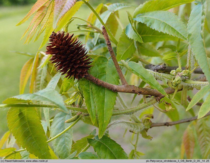 Platycarya strobilacea