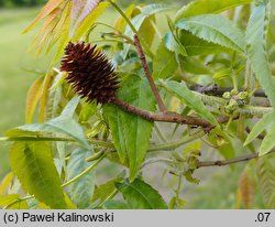 Platycarya strobilacea