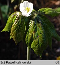 Podophyllum emodi (stopowiec himalajski)