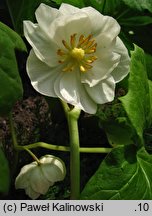 Podophyllum peltatum (stopowiec tarczowaty)