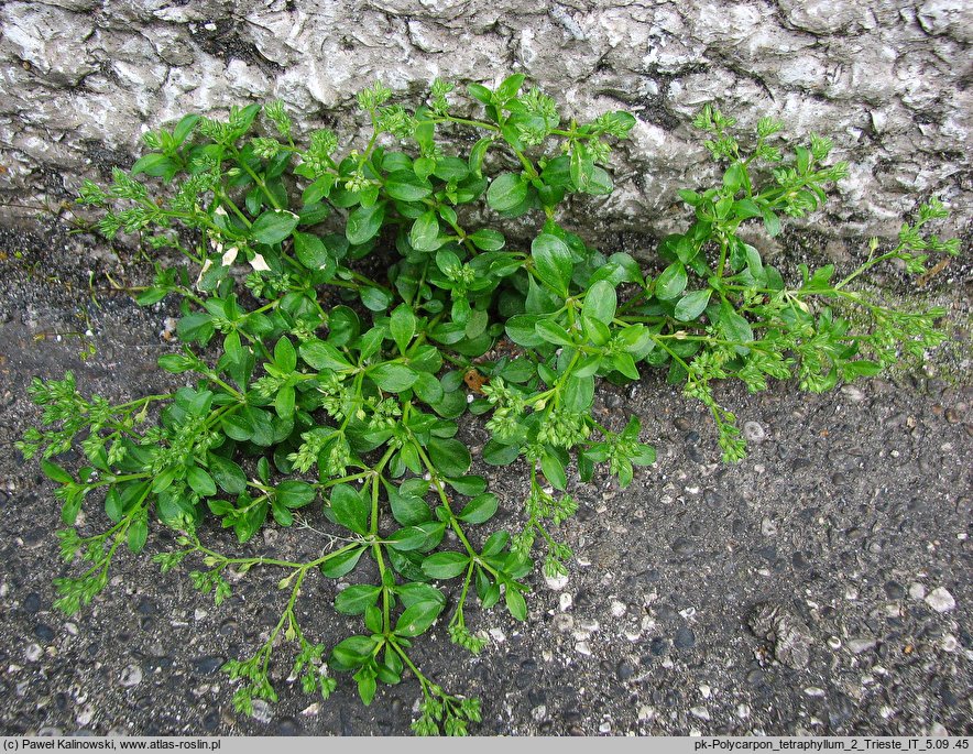 Polycarpon tetraphyllum (polikarpon czterolistny)