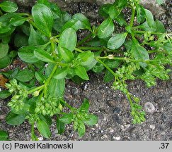 Polycarpon tetraphyllum (polikarpon czterolistny)