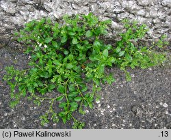 Polycarpon tetraphyllum (polikarpon czterolistny)