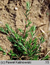 Polycnemum arvense (chrząstkowiec polny)