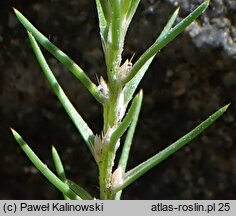 Polycnemum arvense (chrząstkowiec polny)