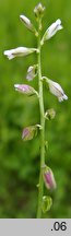 Polygala oxyptera (krzyżownica ostroskrzydełkowa)