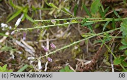 Polygala oxyptera (krzyżownica ostroskrzydełkowa)