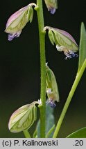 Polygala oxyptera (krzyżownica ostroskrzydełkowa)