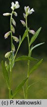 Polygala oxyptera (krzyżownica ostroskrzydełkowa)