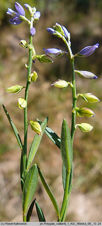 Polygala vaillantii