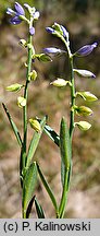 Polygala vaillantii